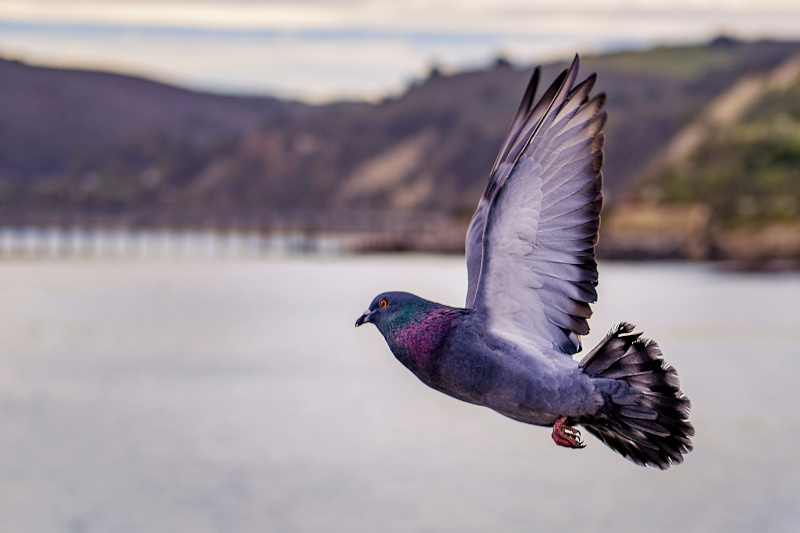 Opinia ornitologiczna – kto i kiedy powinien ją sporządzić?
