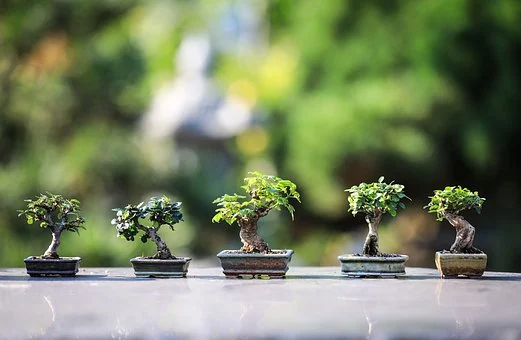 Jak dbać o drzewko bonsai?